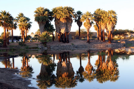 Palmwag Lodge in Namibia lies between Kaokoland and Skeleton Coast with palms in early morning reflection.の写真素材