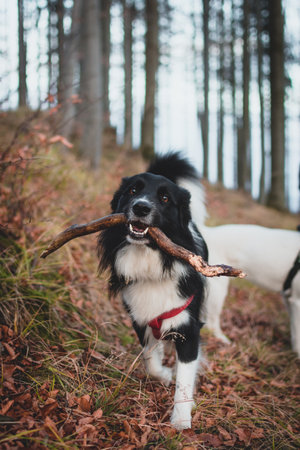 A vertical shot of an adorable border collie holding a stick in a forest under the sunlightの写真素材