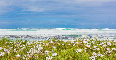 A selective focus shot of white flowers on the beach captured in Cape Town, South Africa