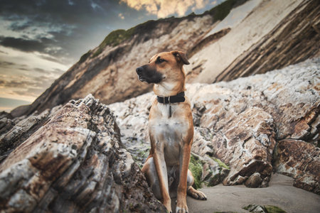 A closeup portrait of a Black Mouth Cur dog sitting on a California beachの写真素材