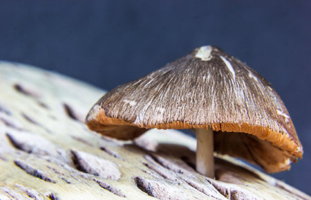 A closeup of mushroom on the trunk