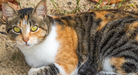A closeup shot of a colorful cat staring at the camera while lying on the soilの写真素材
