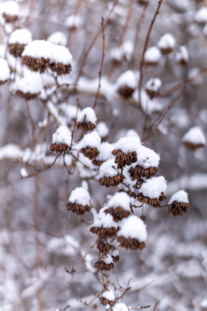 A vertical closeup of dried winter flowers on a branch covered with snowballsの写真素材