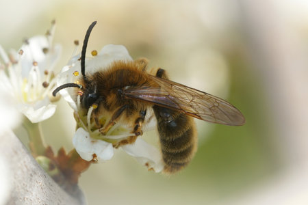A macro shot of gray-gastered mining bee on prunus spinosa flowers