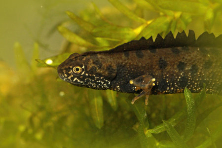 A closeup shot of an aquatic male triturus dobrogicus with greenery underwaterの写真素材