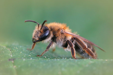A macro shot of a male andrena nitida bee on green leaf backgroundの写真素材