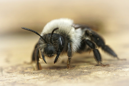 A macro shot of threatening gray mining beeの写真素材
