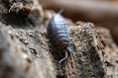 A selective focus shot of woodlice on wooden backgroundの写真素材
