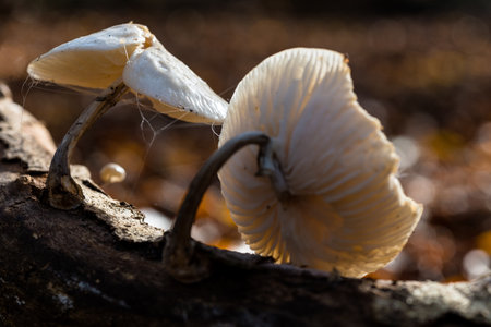 A closeup shot of mushrooms growing in the forestの写真素材