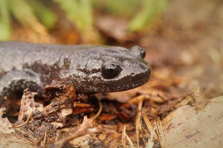 A closeup shot of blackbelly salamander on the forest groundの写真素材