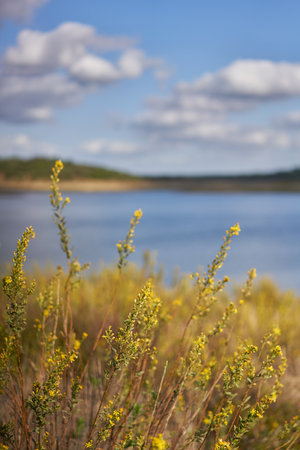 Nature landscape of Minutos Dam reservoir lake with yellow flowers on a sunny day in Alentejo, Portugalの写真素材