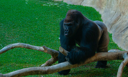 A portrait of a mountain gorilla standing on the green grass and holding a thick branch