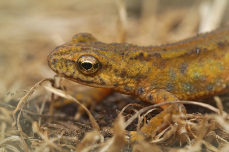 A closeup shot of a male Carpathian newt on the forest groundの写真素材