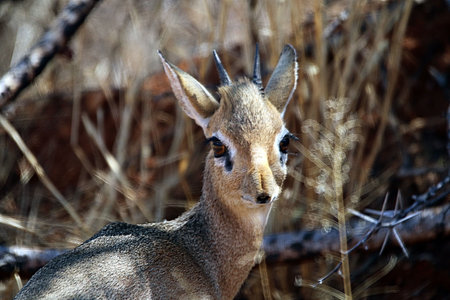 During a self drive at Erindi Game Reserve during the day in Namibia a Damara dik-dik so close to us.の写真素材