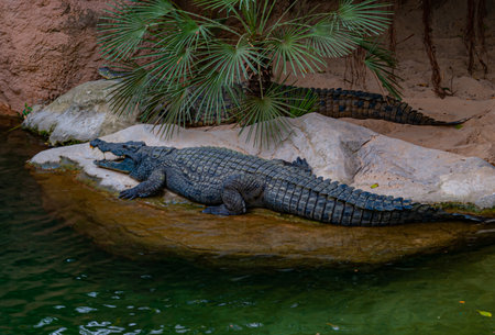 A shot of two black crocodiles lying on the stone under the palm tree near the wate