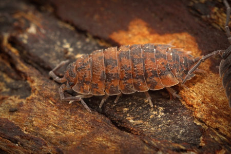 A high angle shot of orange woodlice on the weathered tree surfaceの写真素材