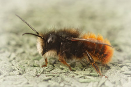 A closeup shot of a male horned mason bee