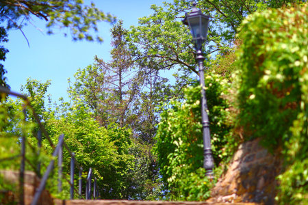 A selective focus shot of a street light surrounded by the green vegetationの写真素材