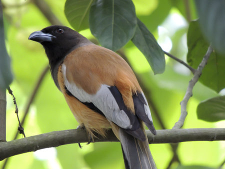 A closeup shot of a hooded pitohui on a tree branchの写真素材