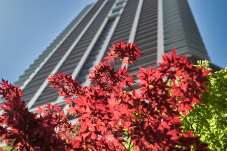 A low angle of colorful trees under a skyscraperの写真素材