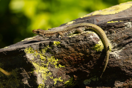 A selective focus shot of Pyrenean rock lizardの写真素材