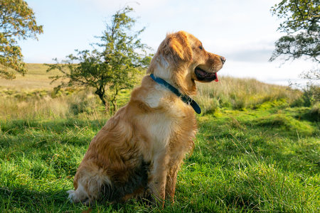 A closeup shot of a cute golden retriever on a field