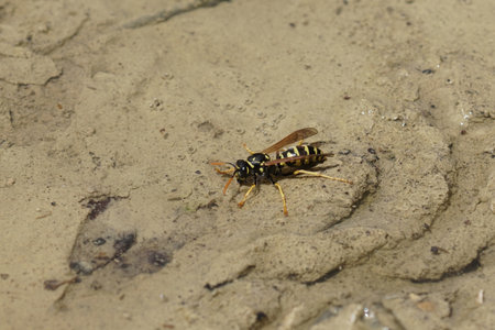 A closeup shot of a wasp on ground