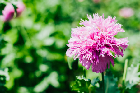 A pink aster flower in Gardens of Alcazar, Castle of the Christian Monarchs, Cordoba, Andalusia, Spainの写真素材