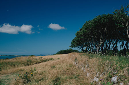 A grassland and trees on the beachh on a sunny day