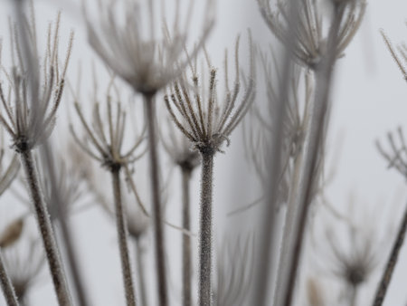 A closeup shot of Giant Hogweed plants covered in frostの写真素材
