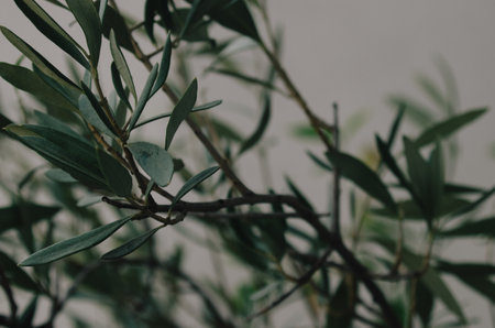 A selective focus shot oの写真素材