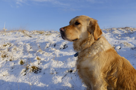 A closeup shot of a cute golden retriever on a snowy fieldの写真素材