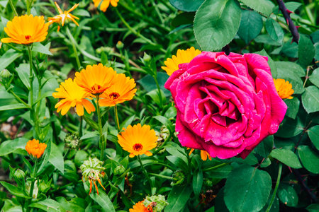 A closeup shot of a red rose in Gardens of Alcazar, Castle of the Christian Monarchs, Cordoba, Andalusia, Spainの写真素材