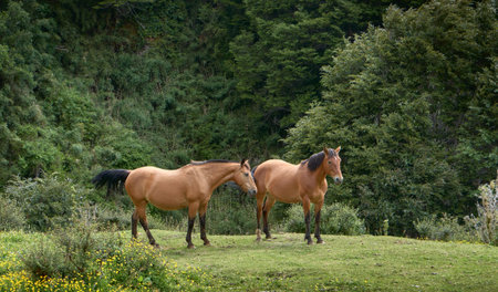 Two beautiful brown wild horses gazing freely in the middle of a fieldの写真素材