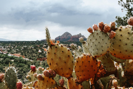 A closeup of the prickly cactuses under the cloudy rainy sky in the parkの写真素材