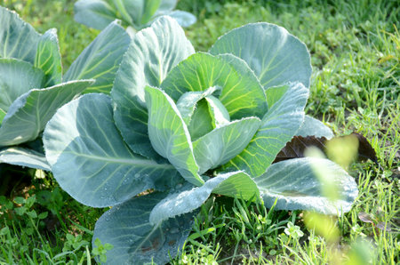 A closeup of cabbage growing in a farm field under the sunlightの写真素材
