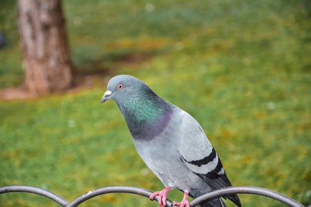 A closeup shot of a dove sitting on the metal fenceの写真素材