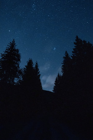 A vertical shot of a forest silhouette under a starry skyの写真素材