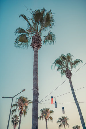 A vertical shot of growing palm trees in the city under a clear skyの写真素材