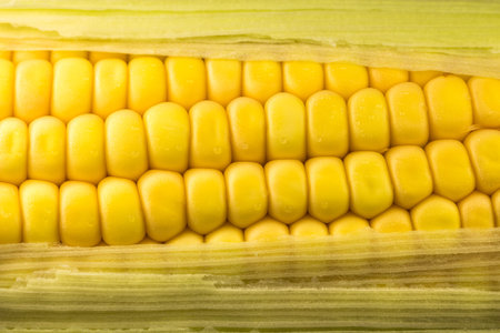 A closeup shot of a fresh corn cobの写真素材