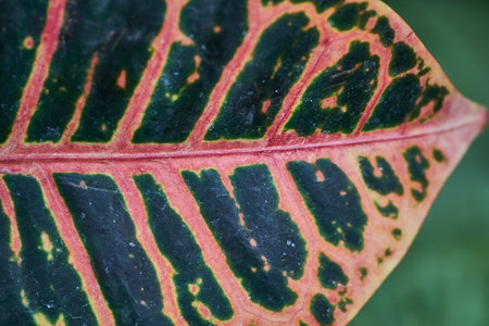 A closeup shot of a garden croton leafの写真素材