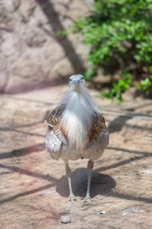 A vertical shot of a great bustard bird in a park