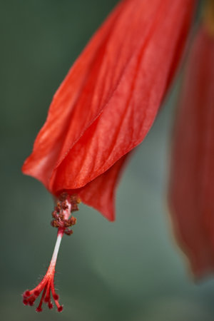A vertical closeup shot of a red tropical flower
