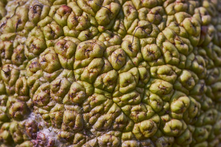 A closeup shot of an osage orange surface