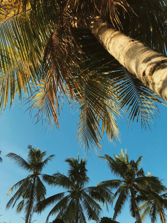 A low angle vertical shot of tropical sunlit palm trees under a clear sky in the summertimeの写真素材