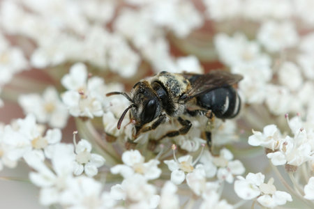 A closeup of a small mining bee Andrena colletiformis on a white flower