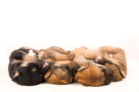 A closeup shot of newborn puppies on an isolated white backgroundの写真素材