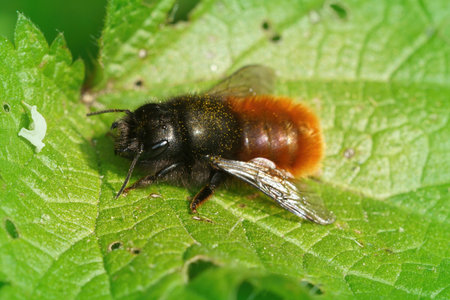 A closeup of a female horned mason bee Osmia cornuta on a green leaf