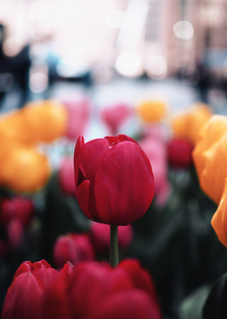 A selective focus shot of red tulip among flowersの写真素材