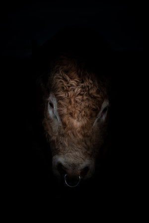 A vertical shot of a cow's face with a stainless ring on its nose isolated on dark backgroundの写真素材